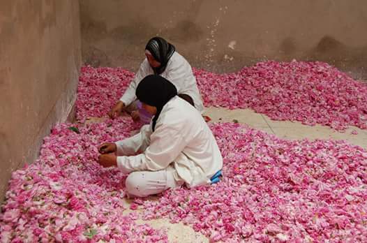 La fête des roses à el Kelaâ M&rsquo;gouna