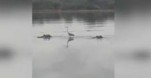 Avez-vous déjà vu un héron surfer sur le dos d’un hippopotame ?