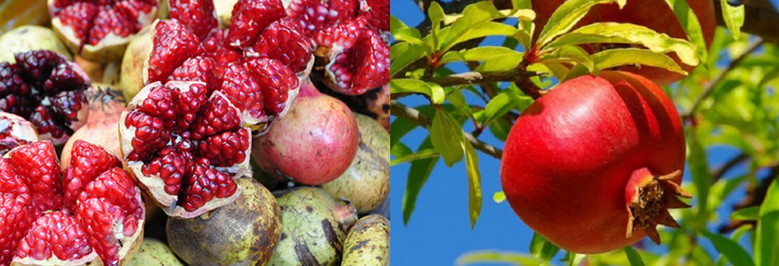 les fruits de saison durant le mois d&rsquo;octobre