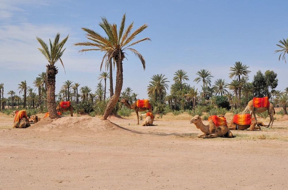 Tour de Dromadaire dans la palmeraie de Marrakech