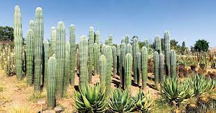 Le Jardin de Cactus de Marrakech