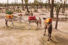 Le dépérissement progressif de la palmeraie de Marrakech