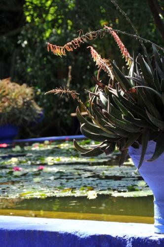 riad_marrakech_majorelle_13